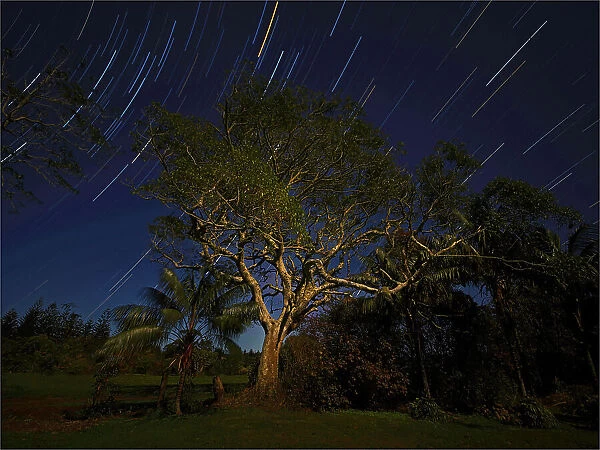 A whitewood tree, indigenous to the south pacific region, with night-time startrails, Norfolk Island, South Pacific