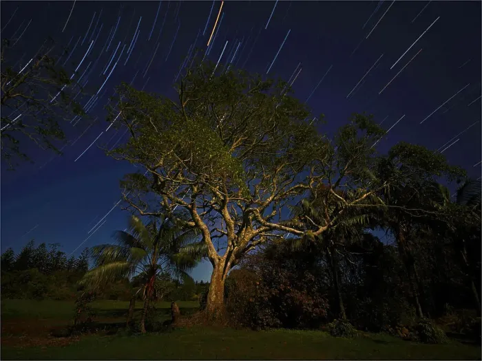 Framed Print : A whitewood tree, indigenous to the south pacific region, with night-time startrails, Norfolk Island, South Pacific Framed Print : A whitewood tree, indigenous to the south pacific region, with night-time startrails, Norfolk Island, South Pacific