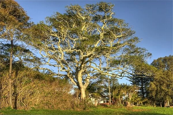 A whitewood tree, indigenous to the south pacific region, growing on Norfolk Island, South Pacific