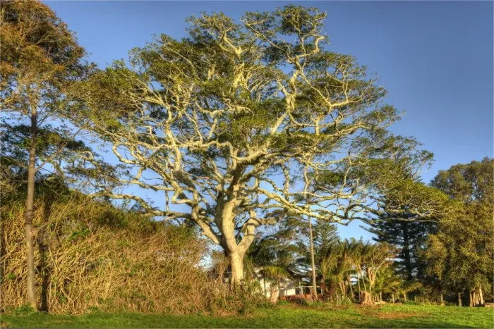 Framed Print : A whitewood tree, indigenous to the south pacific region, growing on Norfolk Island, South Pacific