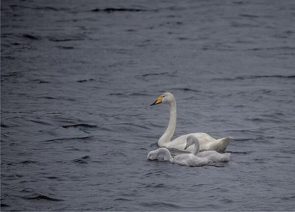 Whooper Swan with chicks, Shetland Island Scotland