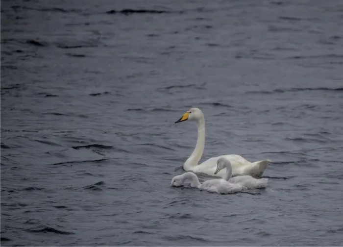 Framed Print : Whooper Swan with chicks, Shetland Island Scotland