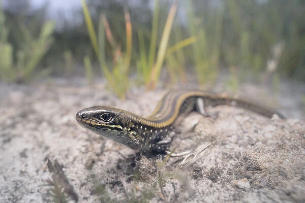Wide-angle portrait of an Eastern mourning skink (Lissolepis coventryi) including coastal, sandy habitat