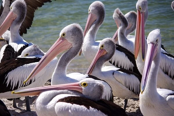 Wild adult Pelicans
