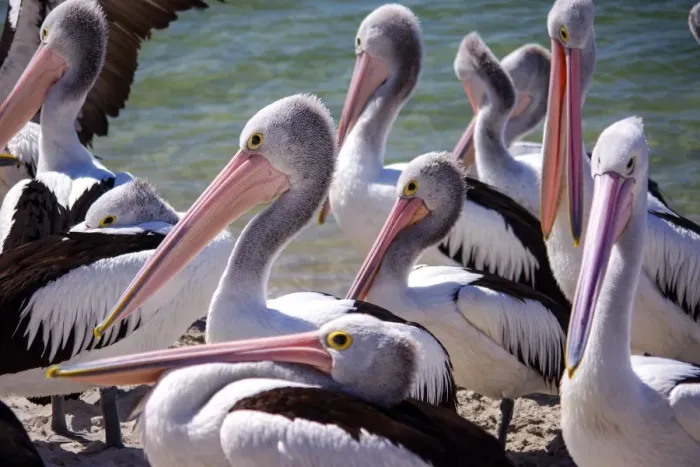 Framed Print : Wild adult Pelicans