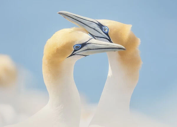 Wild Australasian gannet (Morus serrator) pair performing courtship ritual