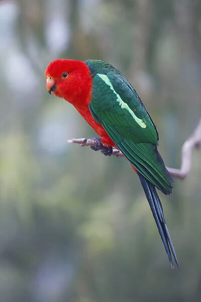 Wild Australian King Parrot (Alisterus scapularis) perched on branch