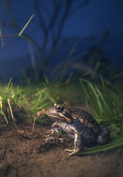 Wild banjo frog (Limnodynastes dumerilii), also known locally as pobblebonk, on the edge of a grass paddock with dead tree in the background