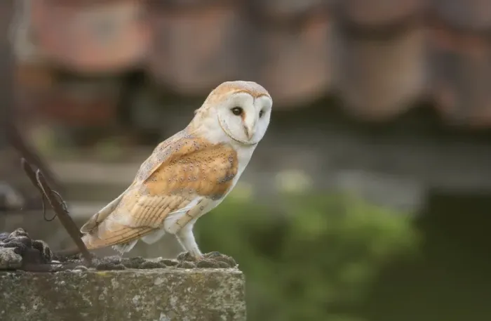 Framed Print : Wild barn owl (Tyto alba) perched near old farm
