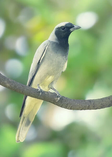 A wild black-faced cuckooshrike (Coracina novaehollandiae) perched on a branch with blurred vegetation in the background, Australia