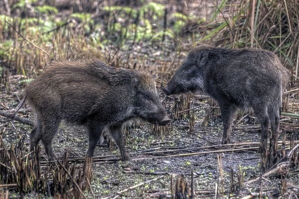 Wild boars of Chitwan National Park, Nepal