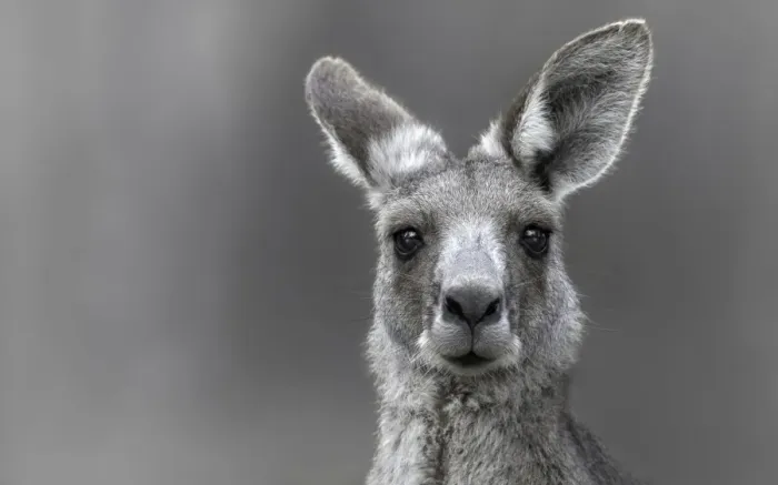 Framed Print : Wild Eastern Gray Kangaroo (Macropus giganteus)
