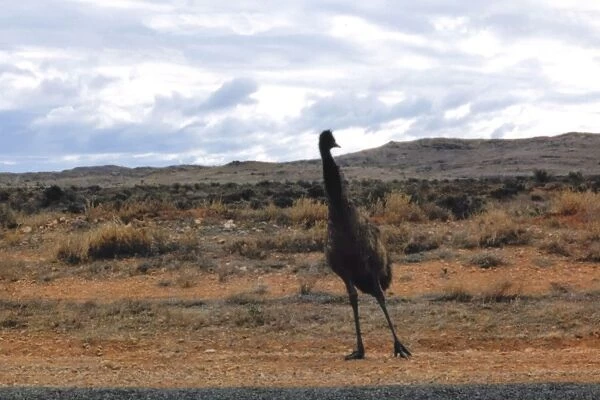 Wild Emu, Australia