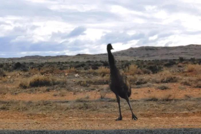 Framed Print : Wild Emu, Australia Framed Print : Wild Emu, Australia
