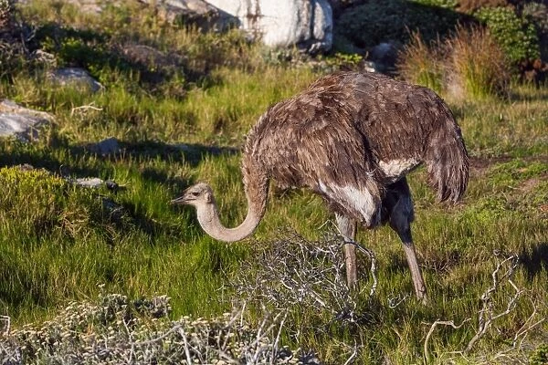 Wild Female South African Ostrich at Cape of Good Hope, Cape Peninsula, South Africa