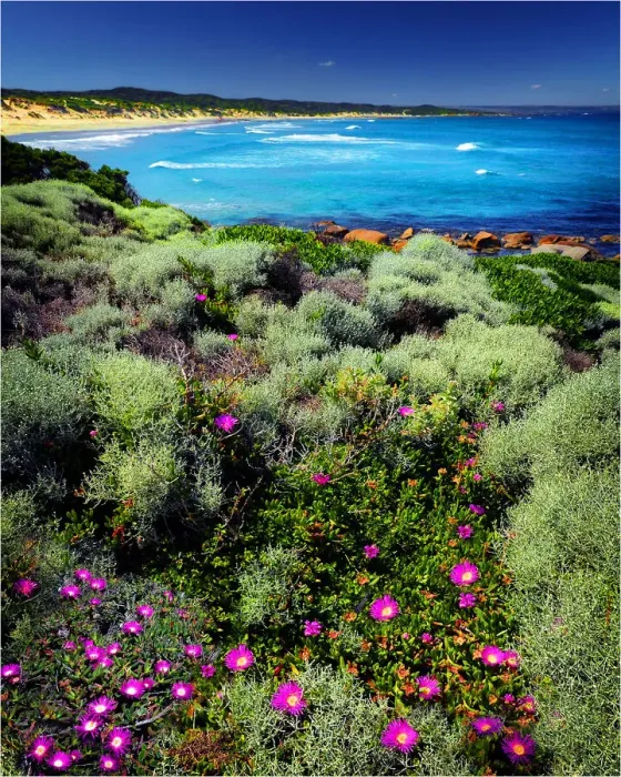 Framed Print : Wild-flowers in bloom during late spring British Admiral beach on King Island Framed Print : Wild-flowers in bloom during late spring British Admiral beach on King Island