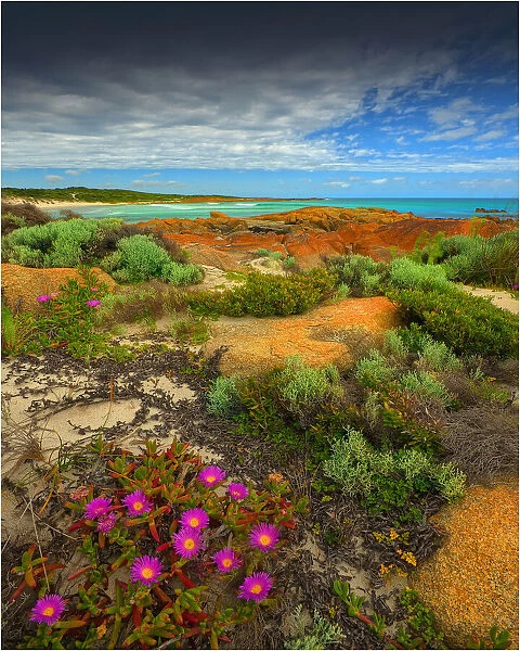 Wild-flowers in bloom during late spring on the southern west coast of King Island