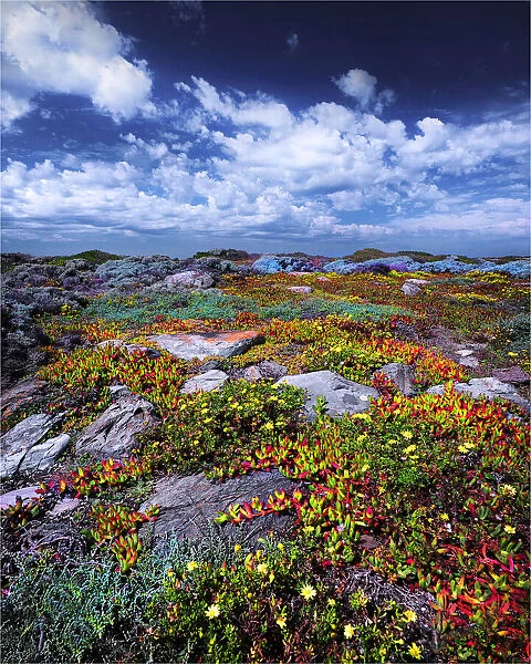 Wild-flowers in bloom during late spring on the southern west coast of King Island