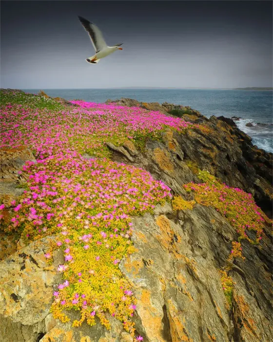 Framed Print : Wild-flowers in bloom during late spring on the southern west coast of King Island Framed Print : Wild-flowers in bloom during late spring on the southern west coast of King Island