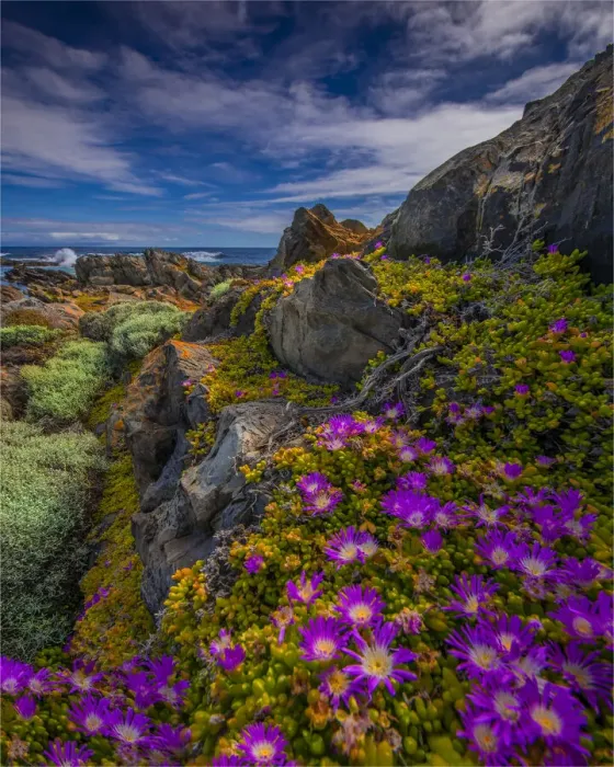 Framed Print : Wild-flowers in bloom during late spring on the southern west coast of King Island Framed Print : Wild-flowers in bloom during late spring on the southern west coast of King Island