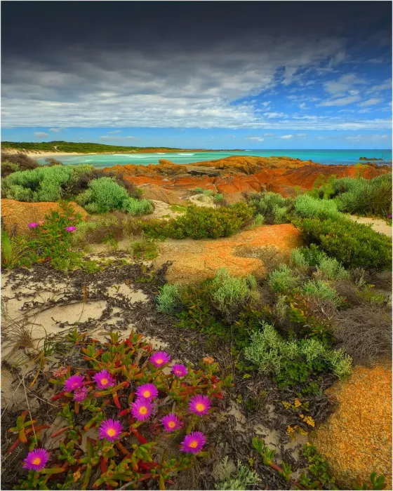 Framed Print : Wild-flowers in bloom during late spring on the southern west coast of King Island