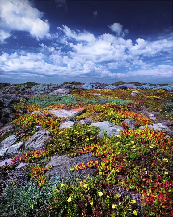 Framed Print : Wild-flowers in bloom during late spring on the southern west coast of King Island Framed Print : Wild-flowers in bloom during late spring on the southern west coast of King Island