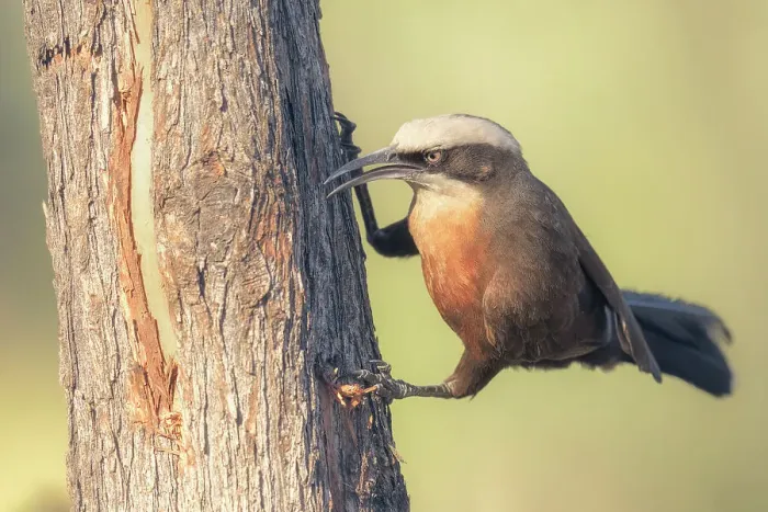 Framed Print : A wild gray-crowned babbler (Pomatostomus temporalis) hunting for a hidden grub under the bark of a tree, Australia Framed Print : A wild gray-crowned babbler (Pomatostomus temporalis) hunting for a hidden grub under the bark of a tree, Australia