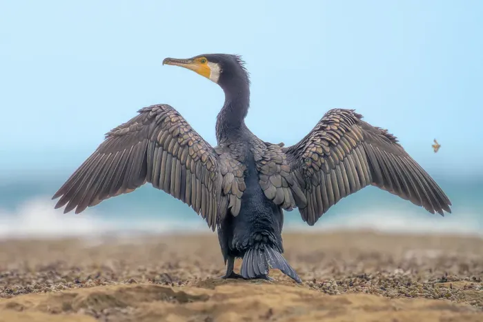 Framed Print : A wild great cormorant (Phalacrocorax carbo) with wings outstretched perched on a rocky outcrop with crashing waves and blue sky in background