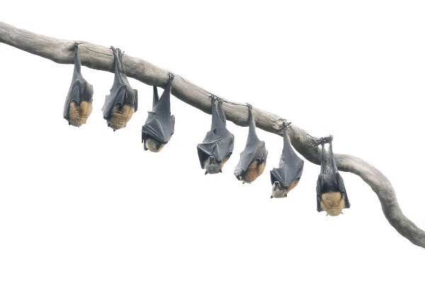 Wild Grey-headed flying fox (Pteropus poliocephalus) bats hanging from branch in high-key
