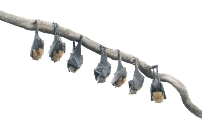 Framed Print : Wild Grey-headed flying fox (Pteropus poliocephalus) bats hanging from branch in high-key Framed Print : Wild Grey-headed flying fox (Pteropus poliocephalus) bats hanging from branch in high-key