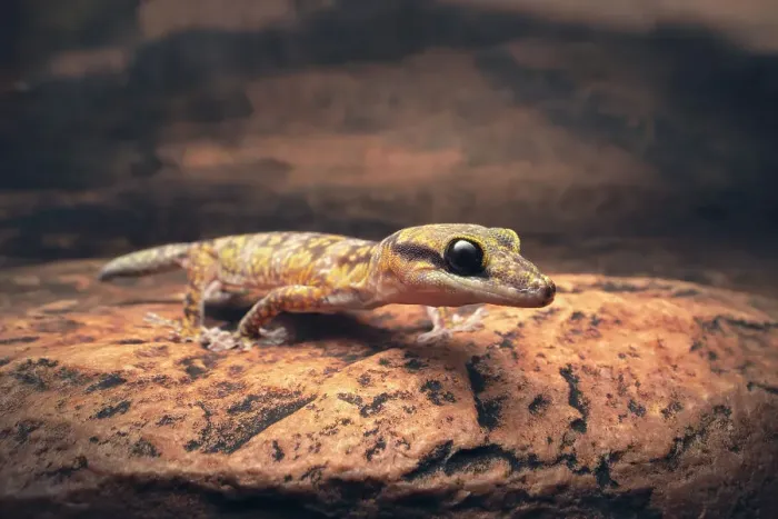 Framed Print : A wild, inland marbled gecko (Oedura cincta) walking across a rocky ledge at night in central Australia