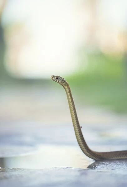 Wild juvenile Montpellier snake (Malpolon monspessulanus) lifting head to survey surroundings
