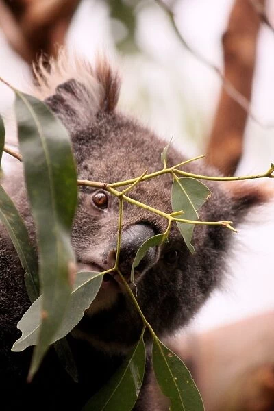 Wild Koala peaking through leaves