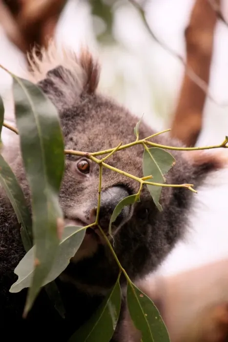 Framed Print : Wild Koala peaking through leaves