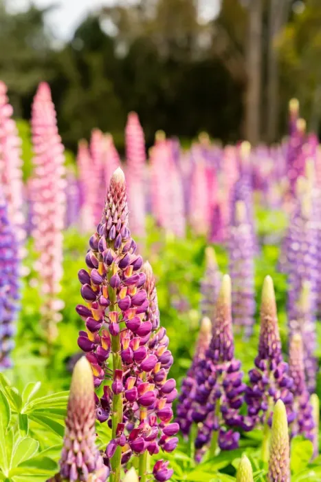Framed Print : Wild Lupins, Tasmania
