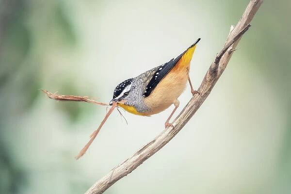 Wild male Spotted Pardalote (Pardalotus punctatus) perched on branch and carrying nesting material