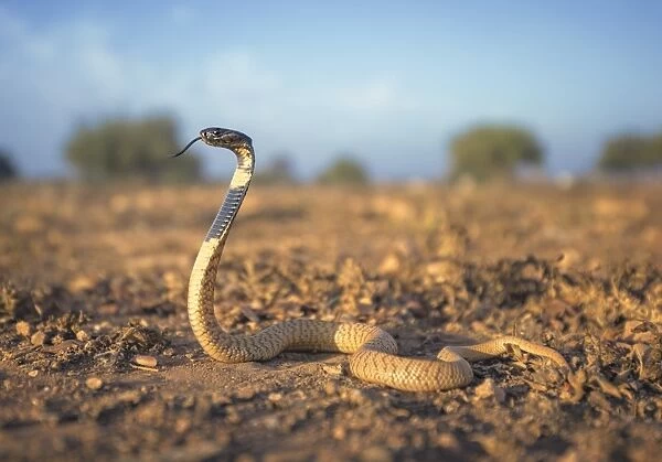 A wild Moroccan Black Cobra (Naja haje) in scrubland habitat