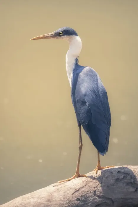 Framed Print : Wild pied heron (Ardea picata) perched on log with blurred water in background