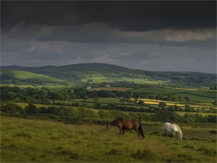 Framed Print : Wild ponies up in the hills of Dartmoor, Devon, England