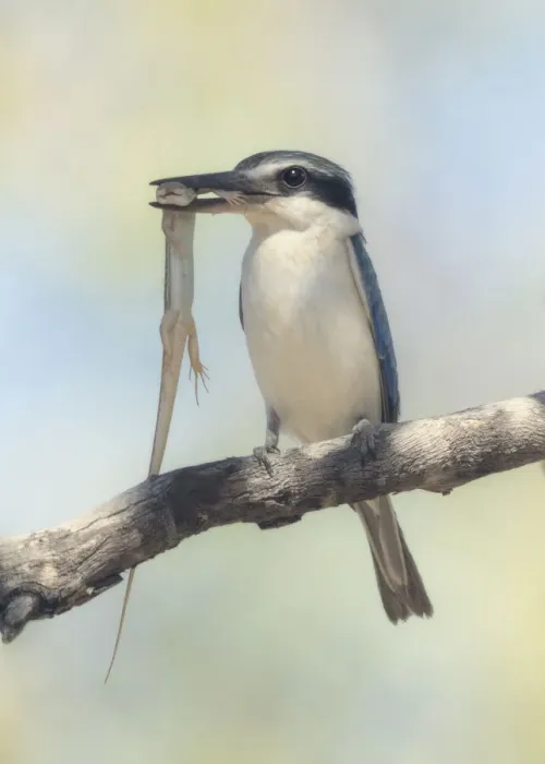 Framed Print : Wild red-backed kingfisher (Todiramphus pyrrhopygius) perched on branch with a ctenotus skink prey item in its mouth