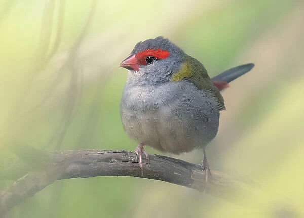 A wild red-browed finch (Neochmia temporalis) perched on a branch with blurred background, Australia