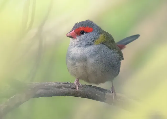 Framed Print : A wild red-browed finch (Neochmia temporalis) perched on a branch with blurred background, Australia
