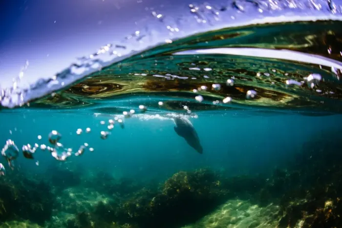 Framed Print : Wild Sea lion swimming, Port Lincoln Framed Print : Wild Sea lion swimming, Port Lincoln