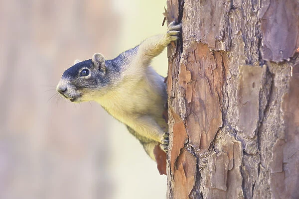 Wild Shermans Fox Squirrel (Sciurus niger shermani) on pine tree trunk