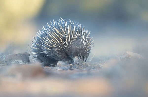 A wild short-beaked echidna (Tachyglossus aculeatus) wandering through scrub, foraging for food