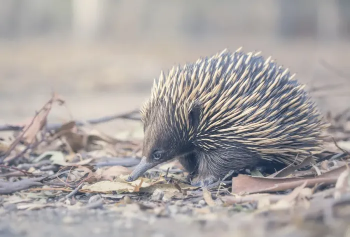 Framed Print : Wild short-beaked echidna (Tachyglossus aculeatus) in leaf litter Framed Print : Wild short-beaked echidna (Tachyglossus aculeatus) in leaf litter
