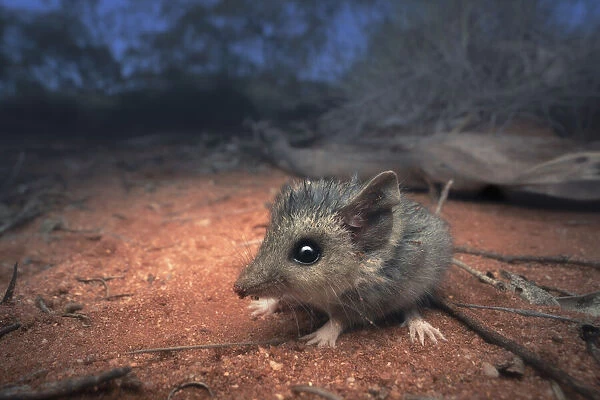 Wild slender-tailed dunnart (Sminthopsis murina) in arid, spinifex habitat
