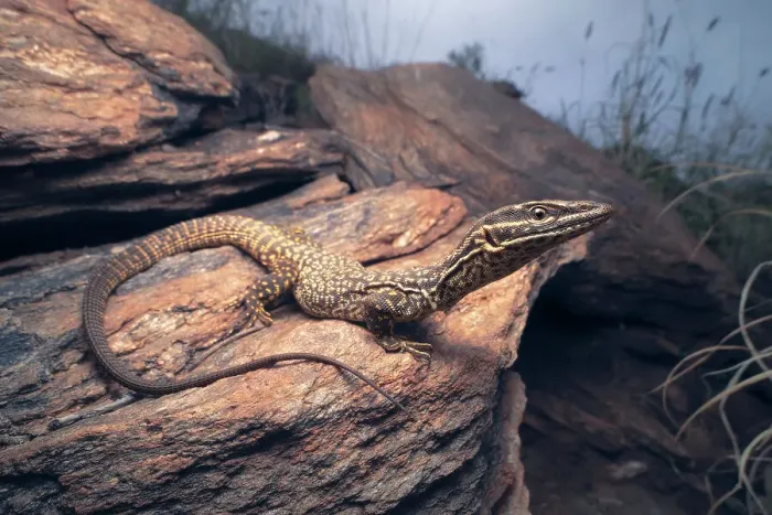 Framed Print : A wild spiny-talied monitor (Varanus acanthurus) lizard in rocky habitat, Australia