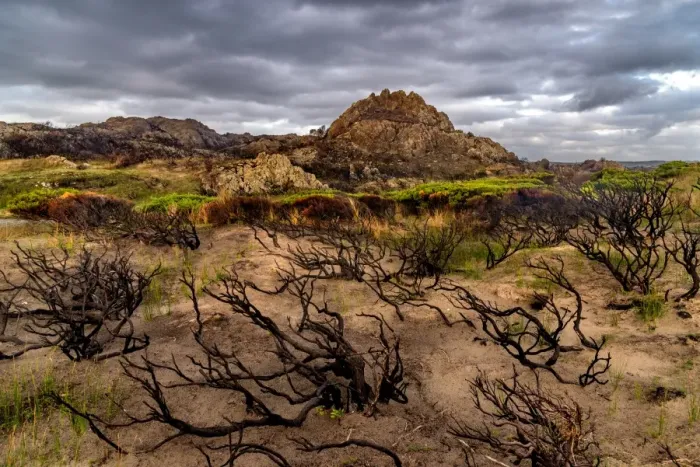 Framed Print : Wild Tarkine Coast after Bush fires, Tasmania