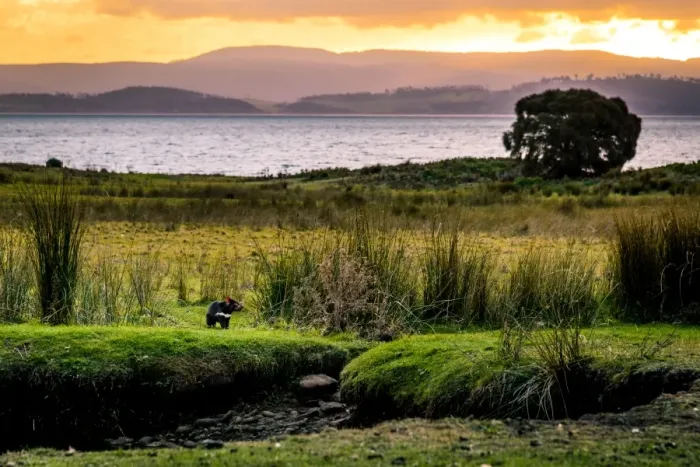Framed Print : Wild Tasmanian Davil at Maria Island
